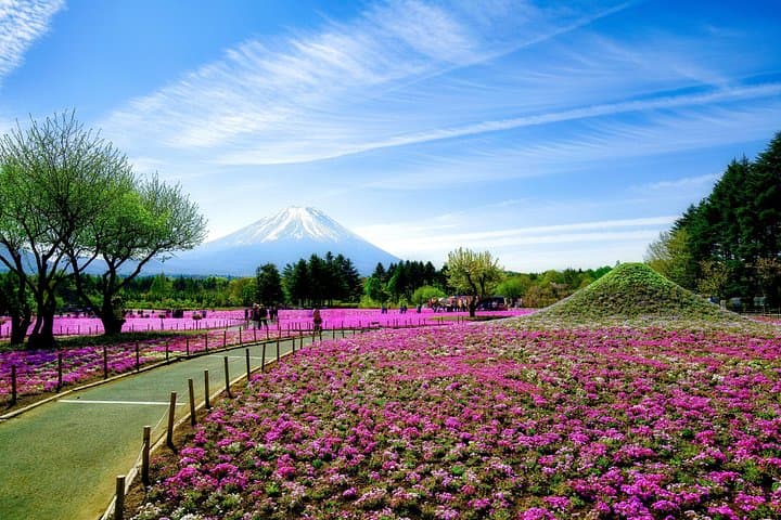 Mt Fuji Photo Spots: Pink Moss and Cherry Blossom Tour from Tokyo photo 4