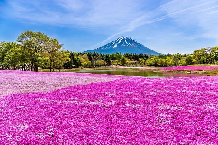 Mt Fuji Photo Spots: Pink Moss and Cherry Blossom Tour from Tokyo photo 1