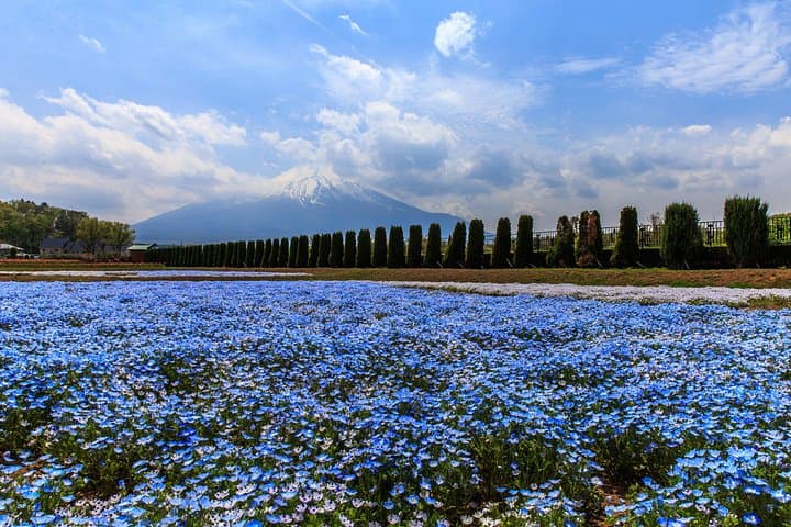 Mt Fuji Photo Spots: Pink Moss and Cherry Blossom Tour from Tokyo photo 3