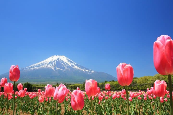 Mt Fuji Photo Spots: Pink Moss and Cherry Blossom Tour from Tokyo photo 2