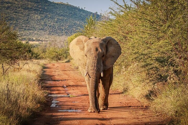3-Day Pilanesberg Big Five Safari: Lodge-Based Bush Adventure from Johannesburg