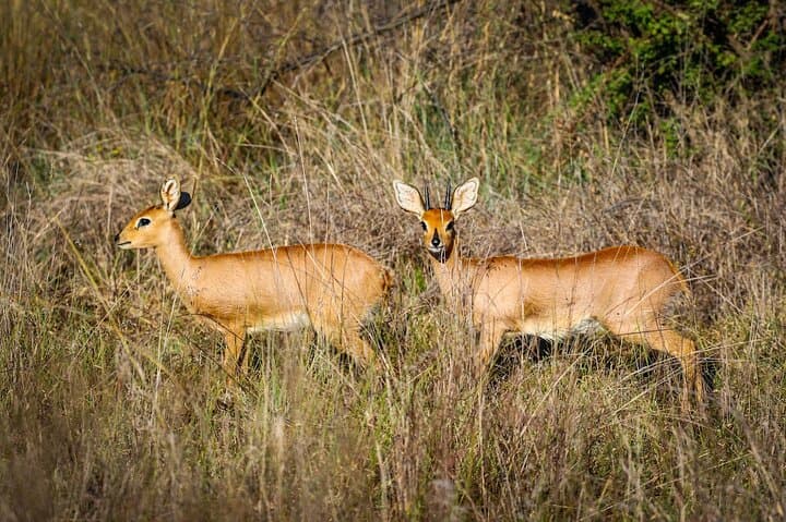 3-Day Pilanesberg Big Five Safari: Lodge-Based Bush Adventure from Johannesburg photo 2