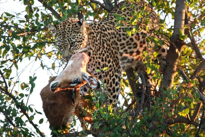 3-Day Pilanesberg Big Five Safari: Lodge-Based Bush Adventure from Johannesburg photo 3