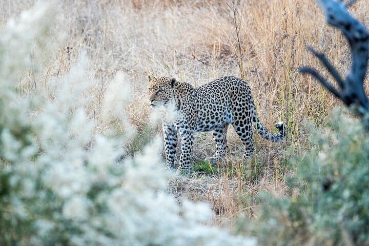 3-Day Pilanesberg Big Five Safari: Lodge-Based Bush Adventure from Johannesburg photo 4