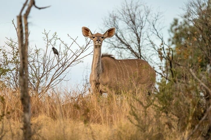 3-Day Pilanesberg Big Five Safari: Lodge-Based Bush Adventure from Johannesburg photo 5