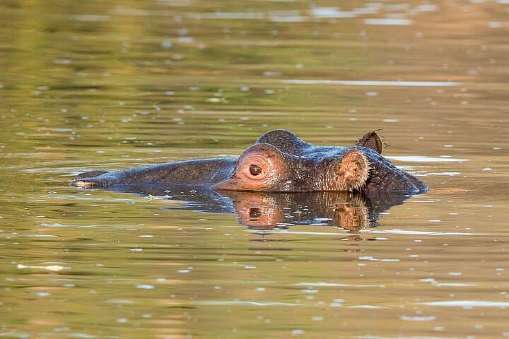 3-Day Pilanesberg Big Five Safari: Lodge-Based Bush Adventure from Johannesburg photo 6