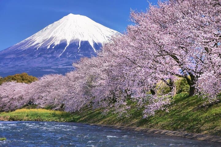 Tokyo to Mt. Fuji: Cherry Blossoms and Tea-Picking Day Tour photo 2