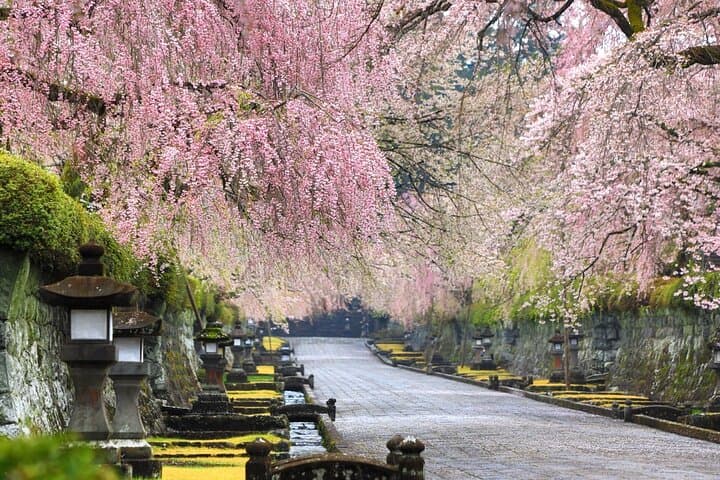Tokyo to Mt. Fuji: Cherry Blossoms and Tea-Picking Day Tour photo 6