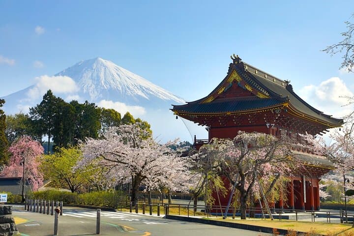 Tokyo to Mt. Fuji: Cherry Blossoms and Tea-Picking Day Tour photo 5