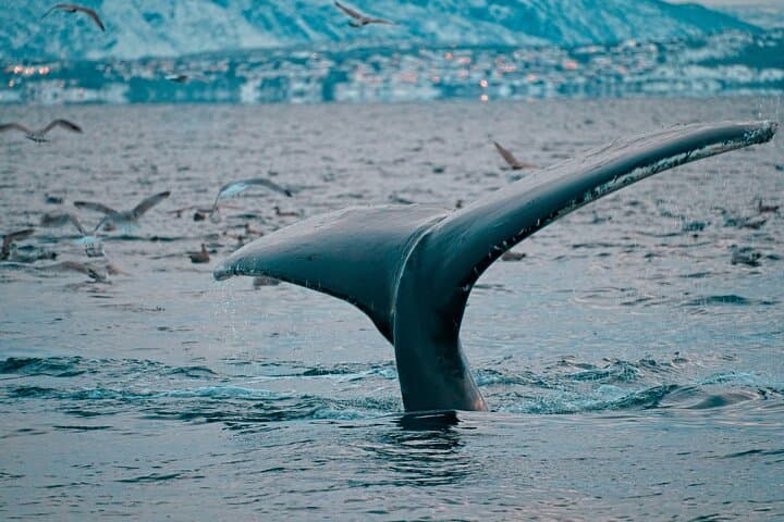 Arctic Magic: 3.5-Hour Whale Watching on Altafjord photo 5