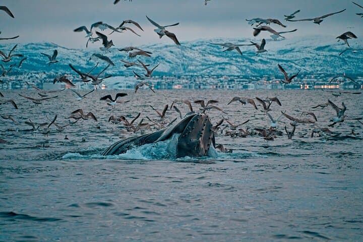 Arctic Magic: 3.5-Hour Whale Watching on Altafjord