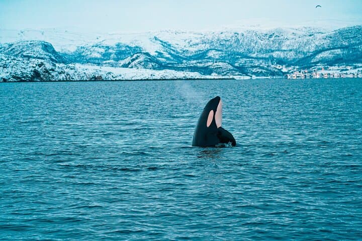 Arctic Magic: 3.5-Hour Whale Watching on Altafjord photo 2