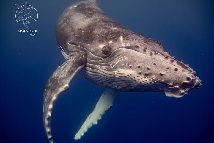 Tahiti Whale Watching from Paea: Small-Boat Humpback Safaris