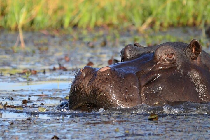 3-Day Chobe Big Five Safari & Luxury Two Rivers Hotel Stay — Kasane Wildlife Adventure photo 1