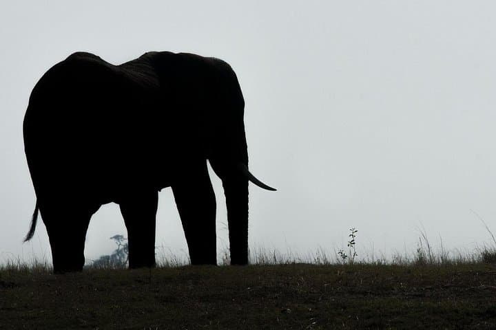 3-Day Chobe Big Five Safari & Luxury Two Rivers Hotel Stay — Kasane Wildlife Adventure photo 2