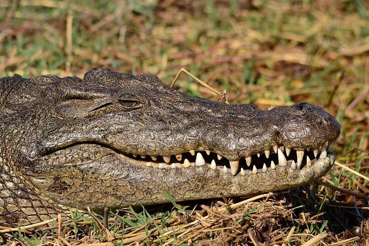 3-Day Chobe Big Five Safari & Luxury Two Rivers Hotel Stay — Kasane Wildlife Adventure photo 3