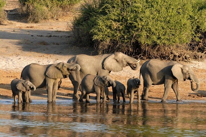 3-Day Chobe Big Five Safari & Luxury Two Rivers Hotel Stay — Kasane Wildlife Adventure photo 4