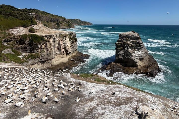 Private Muriwai Gannet Colony Tour: West Coast Black Sand & Wildlife Viewing photo 1