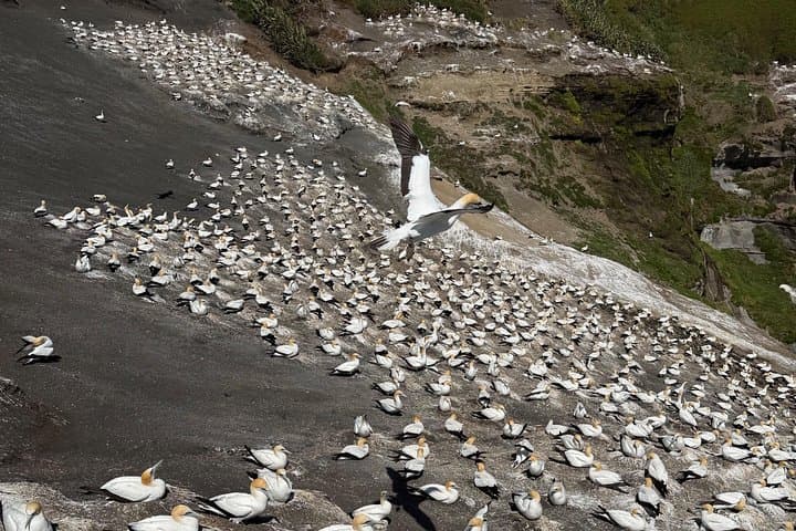 Private Muriwai Gannet Colony Tour: West Coast Black Sand & Wildlife Viewing photo 3