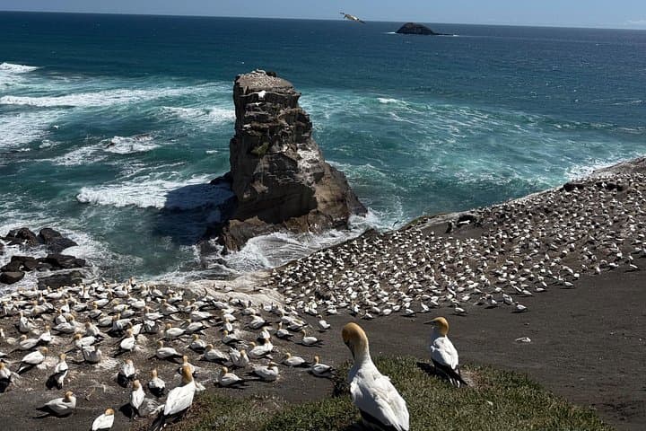 Private Muriwai Gannet Colony Tour: West Coast Black Sand & Wildlife Viewing photo 4