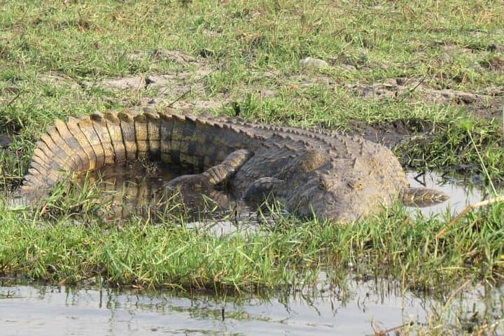 Victoria Falls to Chobe: 7-Day Budget Safari through Hwange and the Zambezi