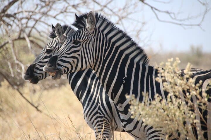 Victoria Falls to Chobe: 7-Day Budget Safari through Hwange and the Zambezi photo 2