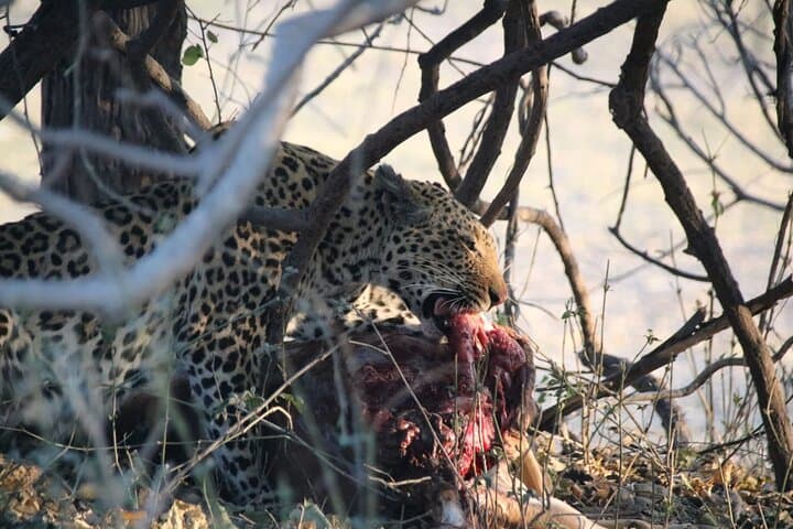 Victoria Falls to Chobe: 7-Day Budget Safari through Hwange and the Zambezi photo 3
