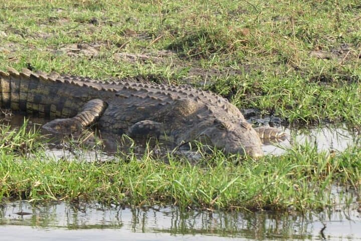 Victoria Falls to Chobe: 7-Day Budget Safari through Hwange and the Zambezi photo 5