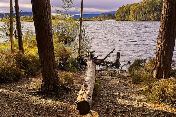 Into the Wild: Cairngorms Walking Tour from Inverness photo 5