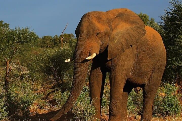 Half-Day Tala & Phezulu Safari from Durban — Rhino, Giraffe & Elephant Encounters photo 2