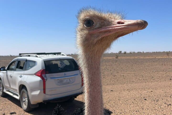 Erg Chigaga Desert Tour from Zagora — Overnight Sahara Camp and Camel Ride photo 6