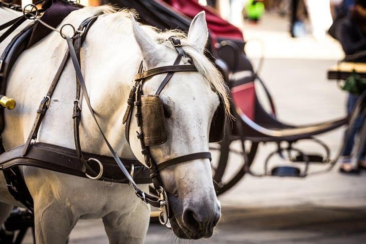 Horse-Drawn Carriage Ride Through Historic Florence — 45-Minute Private Tour photo 4