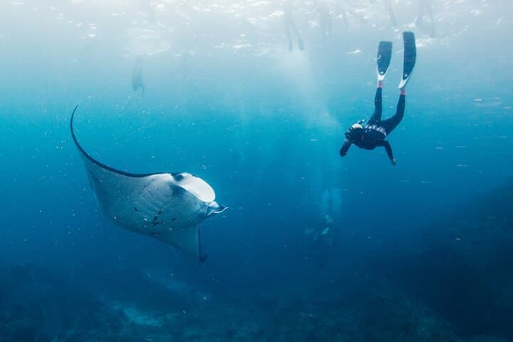 Snorkel with Manta Rays at Nusa Penida: Manta Point & Manta Bay Adventure photo 3