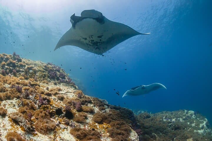 Snorkel with Manta Rays at Nusa Penida: Manta Point & Manta Bay Adventure photo 5