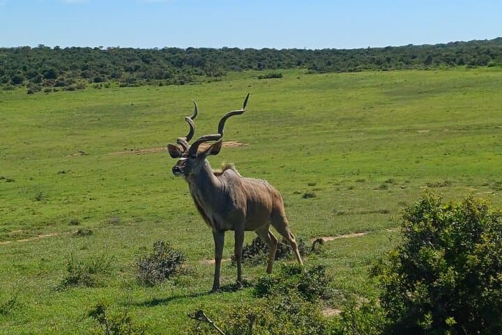 Kragga Kamma Game Reserve and Coastal Drive: Half-Day Safari from Port Elizabeth