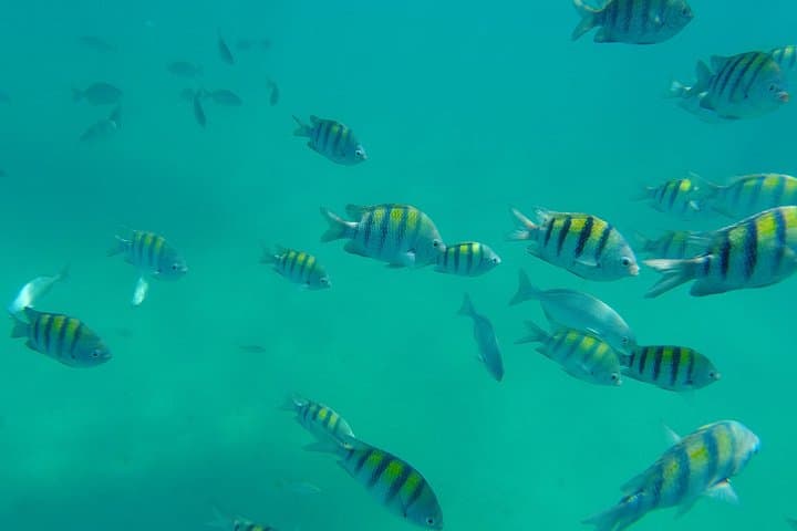 Saona Island Speedboat Adventure and Turtle Sanctuary Visit from Bayahibe photo 4