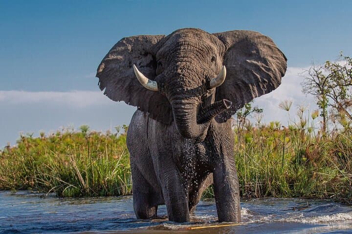 Okavango Mokoro Trails: 3-Day Delta Mokoro & Bush Camping Safari photo 4