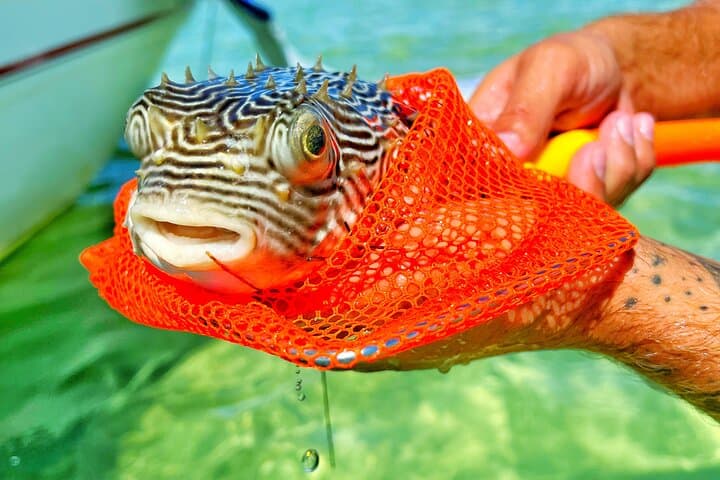 Shared Pontoon Tour to Crab Island — Slide, Paddle & Snorkel in Destin photo 4