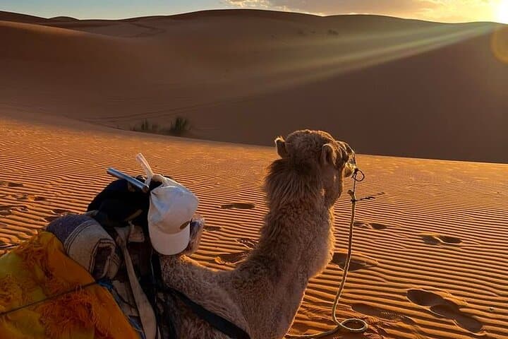 2-Day Sahara Desert from Marrakech or Fes: Camel Trek & Erg Chebbi Camp photo 3