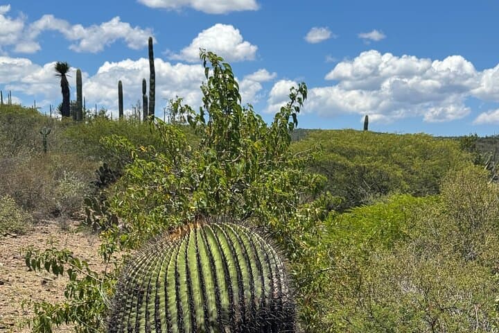 Tehuacán Biosphere & Mezcal Day Tour: Cactus Gardens, Distillation, and Tasting photo 2
