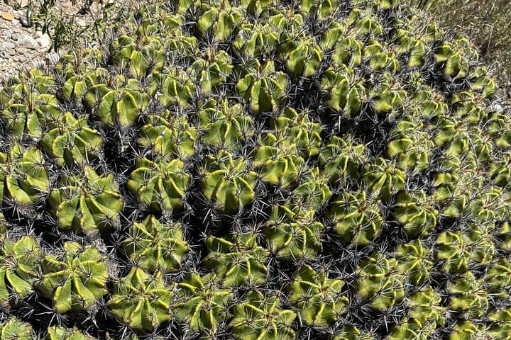 Tehuacán Biosphere & Mezcal Day Tour: Cactus Gardens, Distillation, and Tasting photo 3