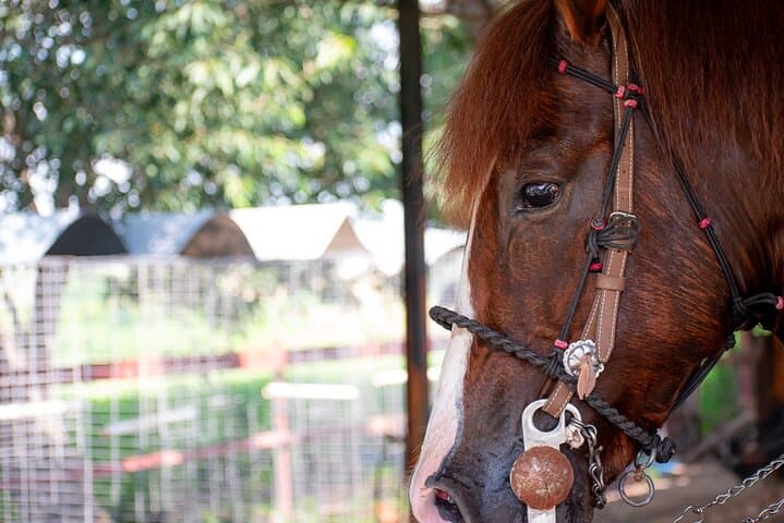 Horseback Through Tequila Agave Fields: Rural Ride & Tasting in El Arenal
