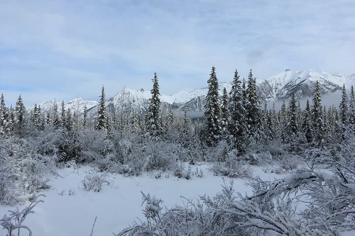 Canmore Winter Walk: Guided Ice-Cleat Nature Walk and Wildlife-Track Tour photo 5