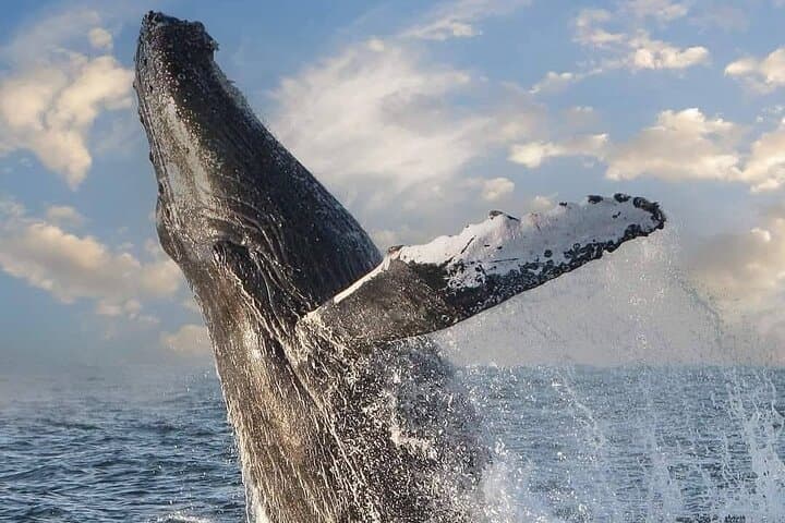 Puerto Vallarta Whale Watching — Banderas Bay Humpback Expedition