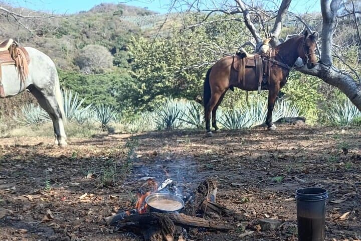 Horseback Through Tequila Agave Fields: Rural Ride & Tasting in El Arenal photo 3