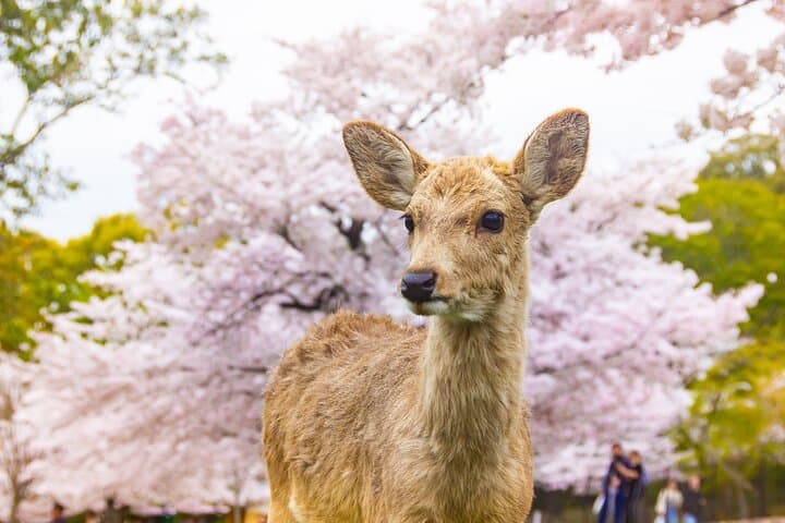 Nara Cherry Blossom Highlights: Full-Day Spring Tour from Osaka photo 2