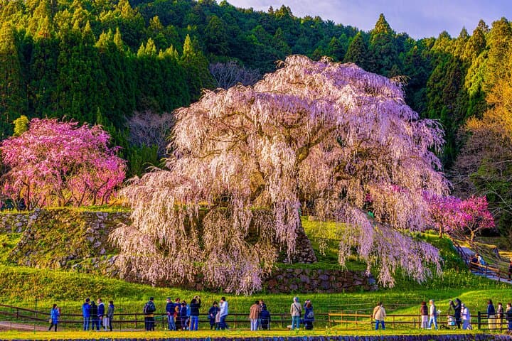 Nara Cherry Blossom Highlights: Full-Day Spring Tour from Osaka
