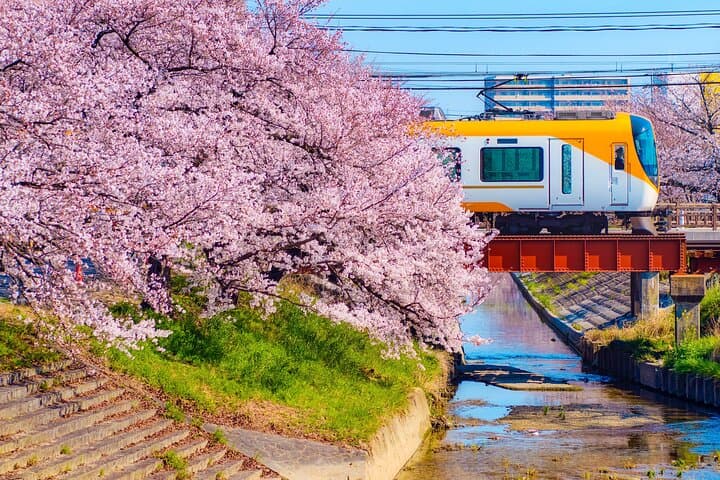 Nara Cherry Blossom Highlights: Full-Day Spring Tour from Osaka photo 4
