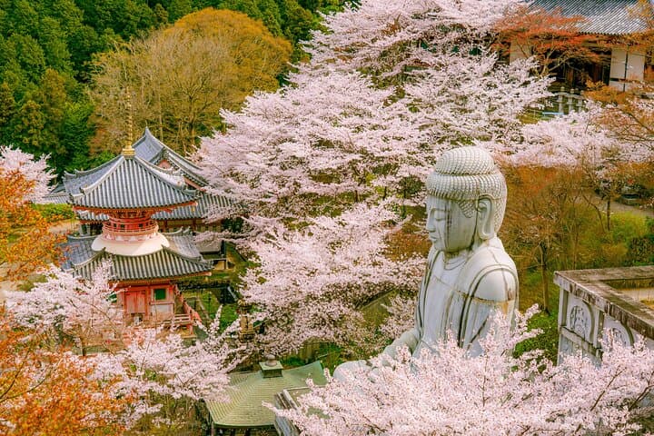 Nara Cherry Blossom Highlights: Full-Day Spring Tour from Osaka photo 5