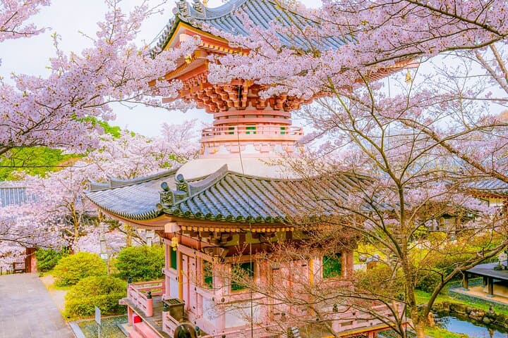 Nara Cherry Blossom Highlights: Full-Day Spring Tour from Osaka photo 6